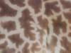 giradffespots_small.jpg