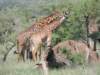 giraffeseatingacacialeaves_small.jpg