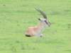grantsgazelle_small.jpg