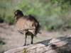 greybreastedspurfowl_small.jpg