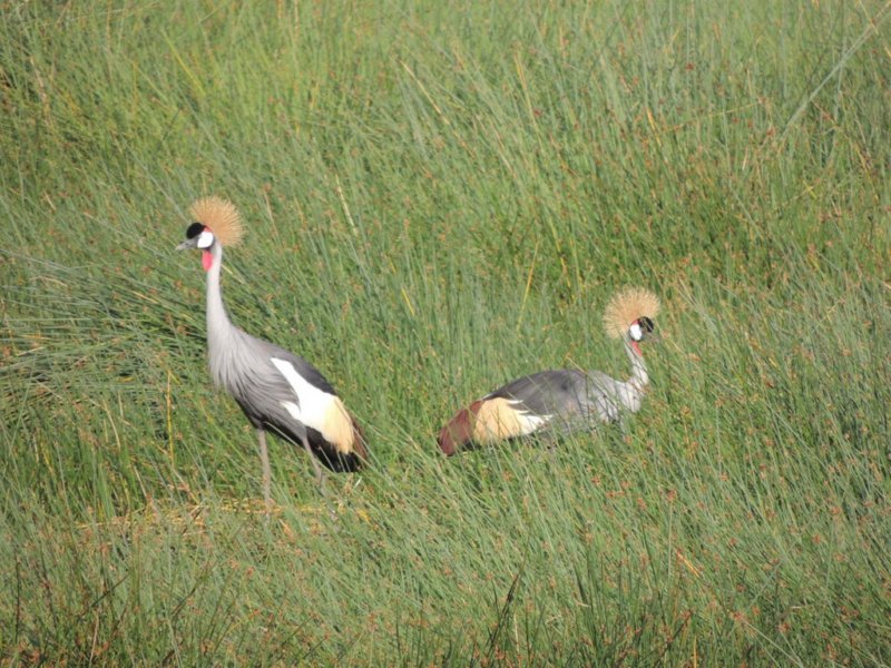 greycrownedcranes.jpg