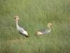 greycrownedcranes_small.jpg