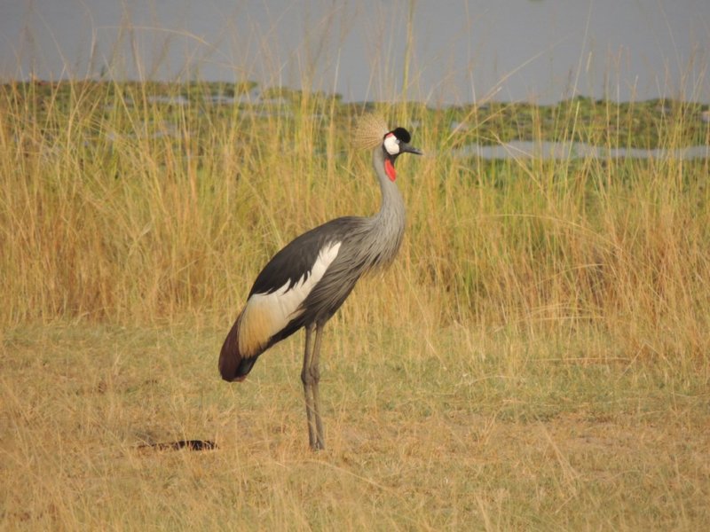 greycrownedcraneugandasnationalbird.jpg