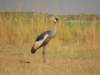 greycrownedcraneugandasnationalbird_small.jpg