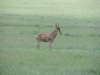 hartebeest_small.jpg