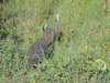 helmetedguineahen_small.jpg