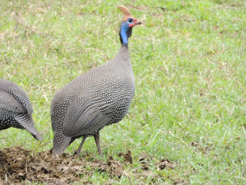 helmetedguineahens.jpg