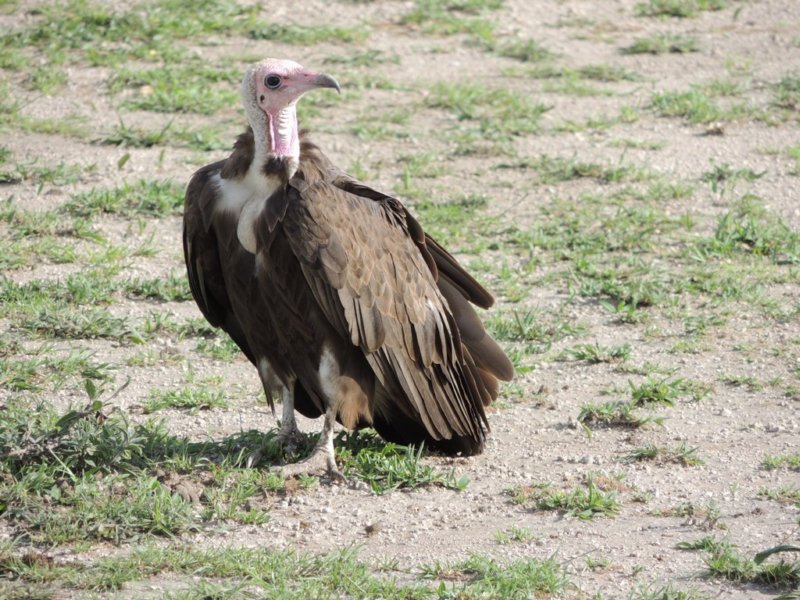 hoodedvulture2.jpg
