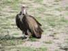 hoodedvulture2_small.jpg