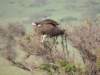 hoodedvulture_small.jpg