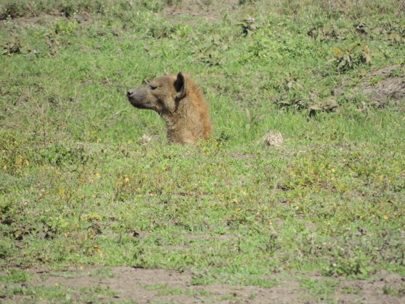 hyenaprairiedoggin.jpg