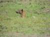 hyenaprairiedoggin_small.jpg