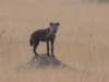 hyenastandingonatermitemoundatqenp_small.jpg