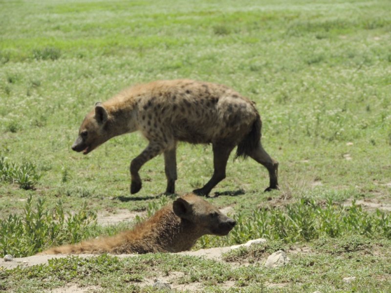hyenastryingtostaycoolinthemiddayheat.jpg