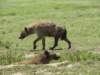 hyenastryingtostaycoolinthemiddayheat_small.jpg