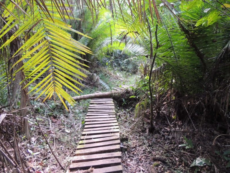 inthekibaleforest.jpg