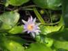 invasivewaterhyacinthfromsouthamerica_small.jpg