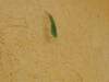 katydid_small.jpg
