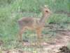 kirksdikdikantelope_small.jpg