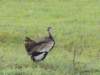 koribustard_small.jpg