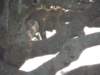lazyleopardintheserengeti_small.jpg