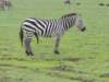 leggedzebra_small.jpg