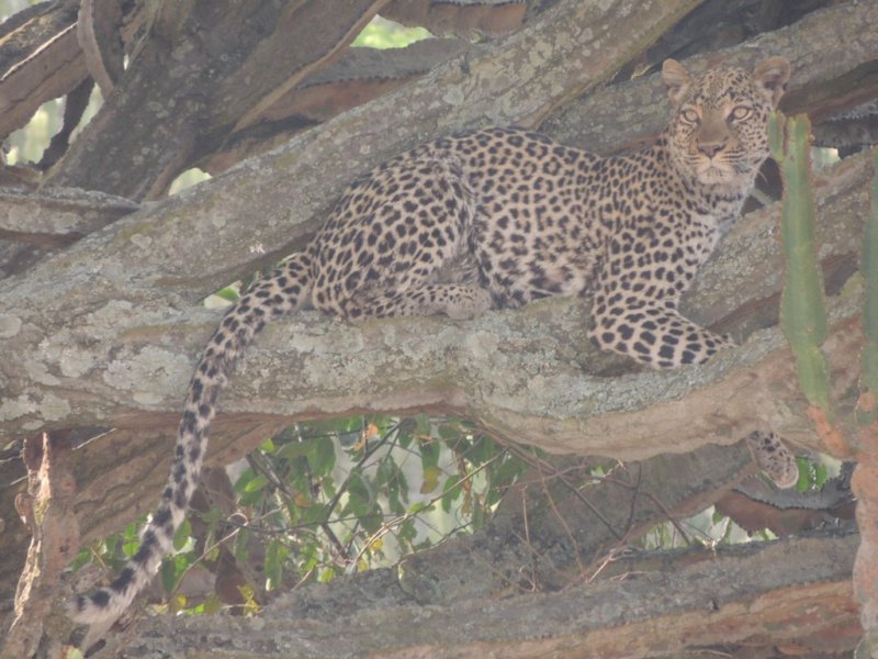 leopard.jpg