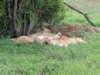 lionsrestingintheafternoonsuninngorongorocrater_small.jpg