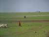 maasaishepherd_small.jpg