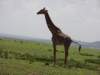 maasaishepherdssheepandagiraffe_small.jpg