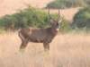 malewaterbuck_small.jpg