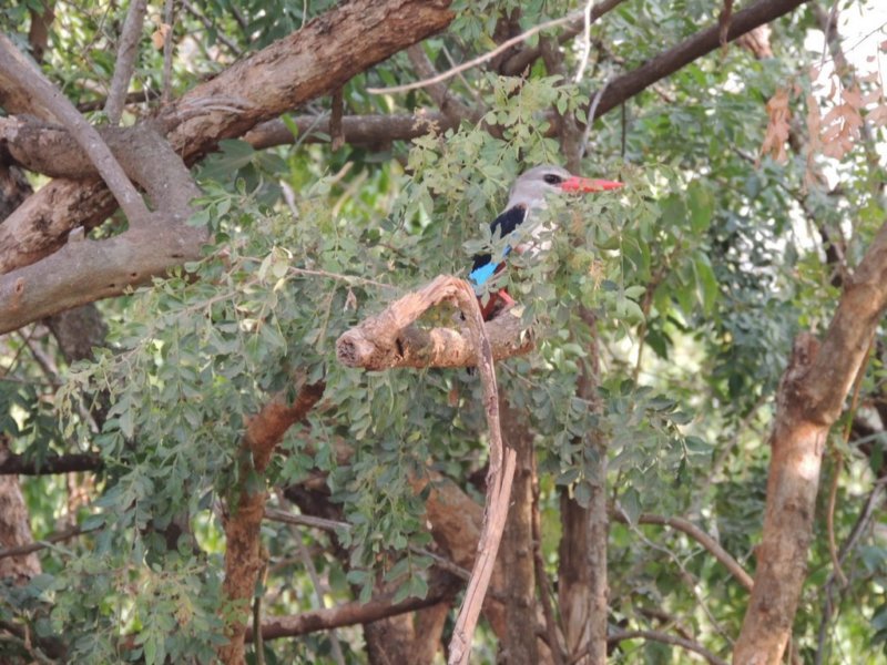 mangrovekingfisher.jpg