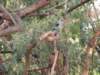 mangrovekingfisher_small.jpg
