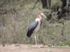 maraboustork_small.jpg