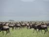 migrationsofwildebeestnearserengetinationalpark_small.jpg
