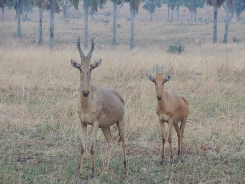 morehartebeest.jpg