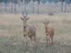 morehartebeest_small.jpg