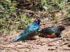 moresuperbstarlings_small.jpg