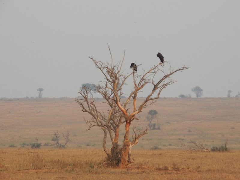 murchisonfallsvultures.jpg