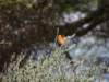orangeweaver_small.jpg