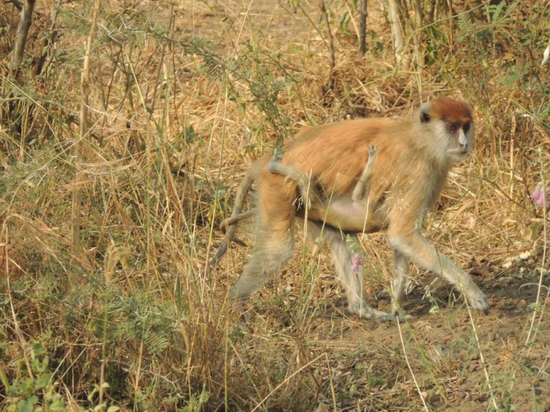 patasmonkeyandyoung.jpg