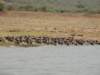ploverbirds_small.jpg