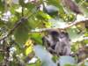 redcolobusmonkeywithyoung_small.jpg