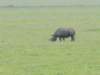 rhinointhecrater_small.jpg