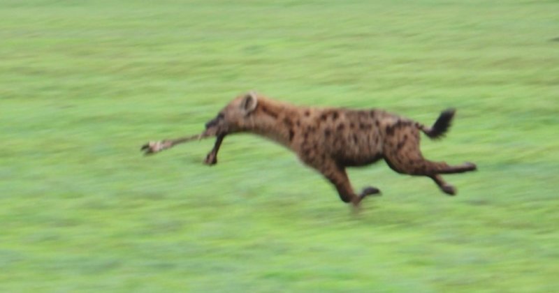 runlittlefella.jpg