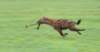 runlittlefella_small.jpg