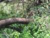 sceneryandanimalsfromaroundlakemanyaratanzania_small.jpg
