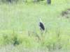 selousfisheagle_small.jpg
