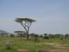 serengetitrees_small.jpg