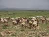 sheepofthemaasai_small.jpg